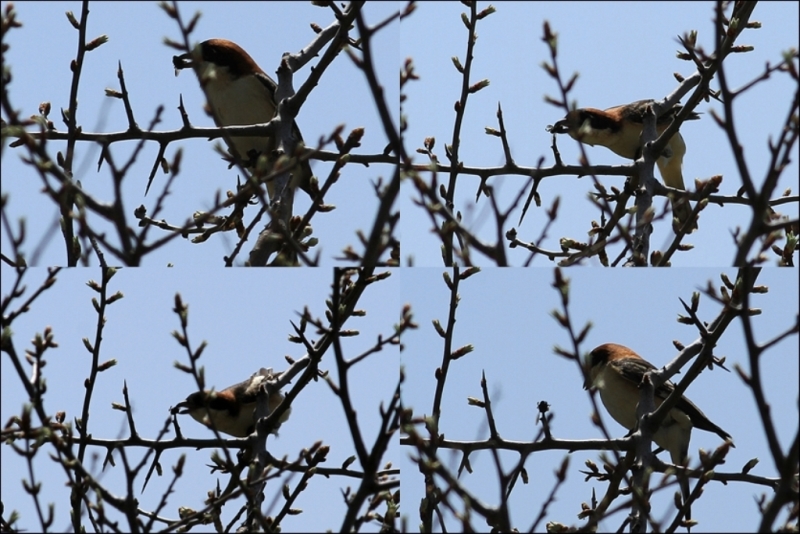 Woodchat Shrike