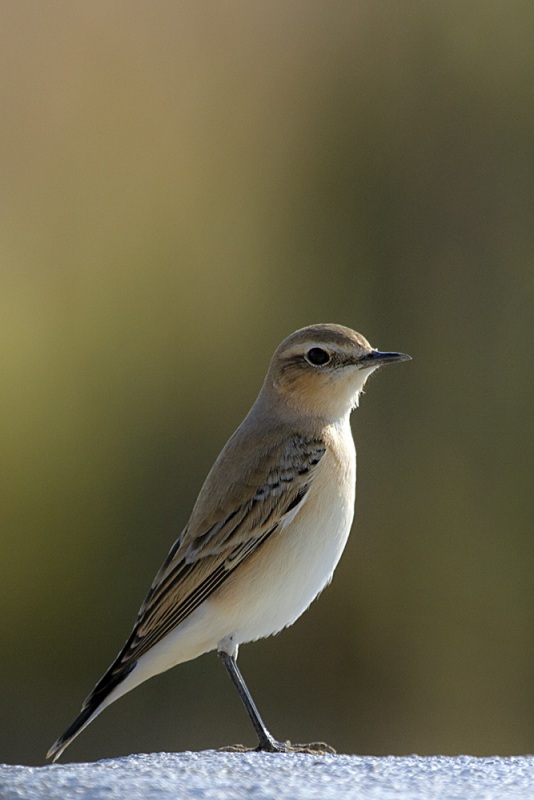 Northern Wheatear