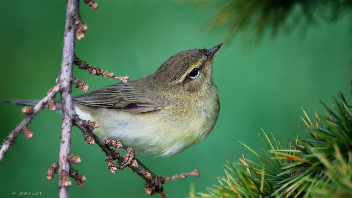 Willow Warbler