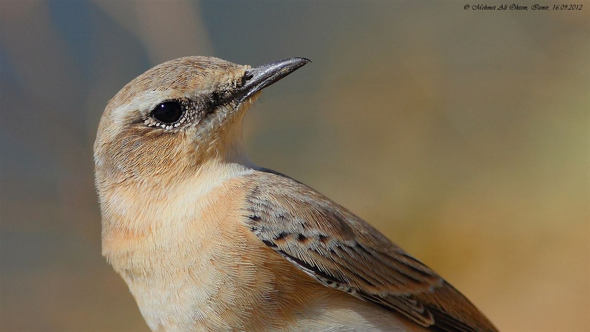 Northern Wheatear