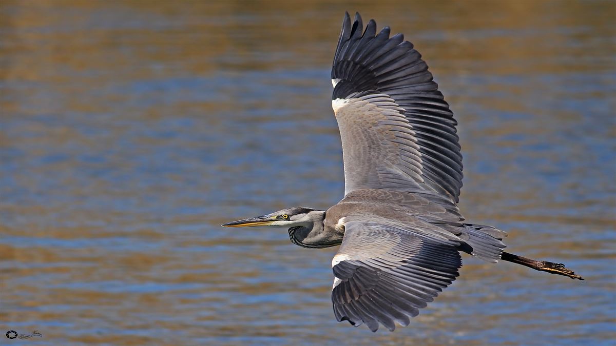 Grey Heron