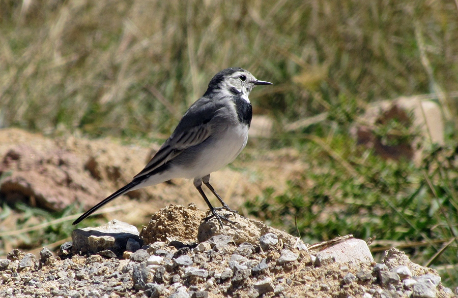 White Wagtail