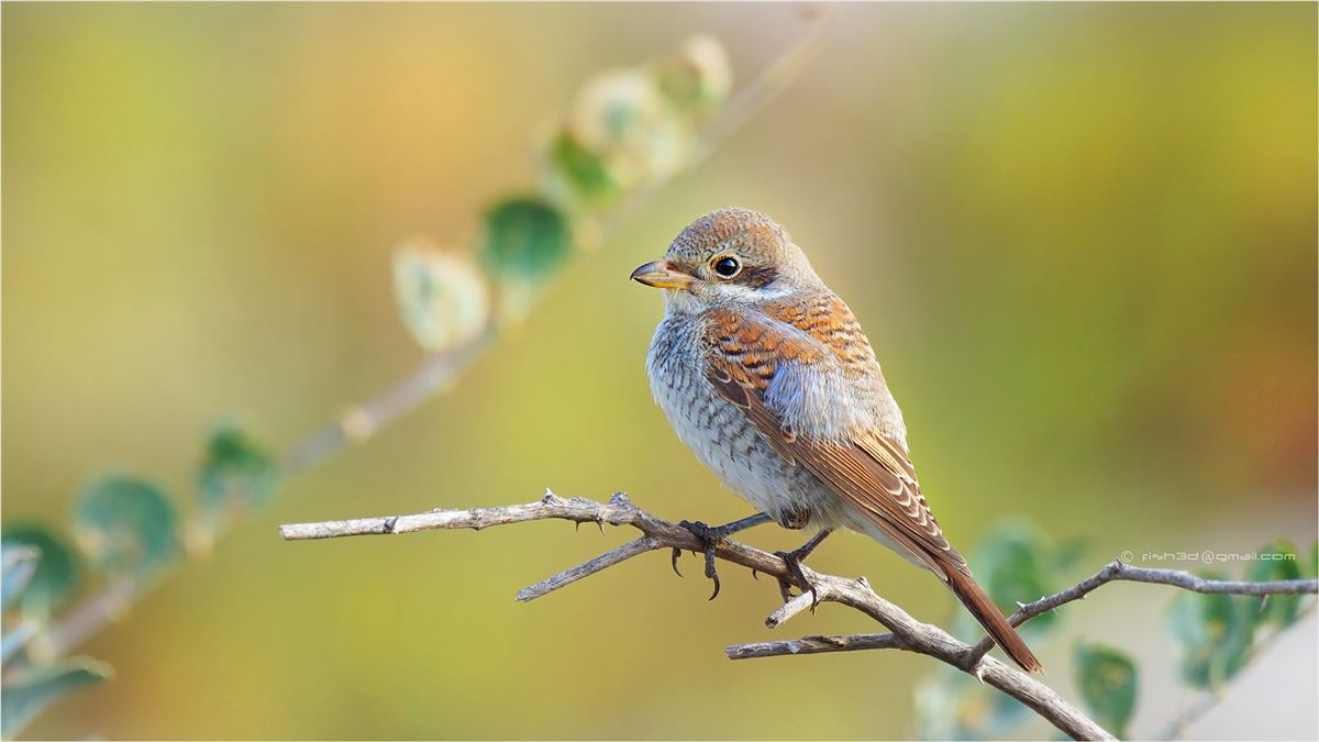 Red-backed Shrike