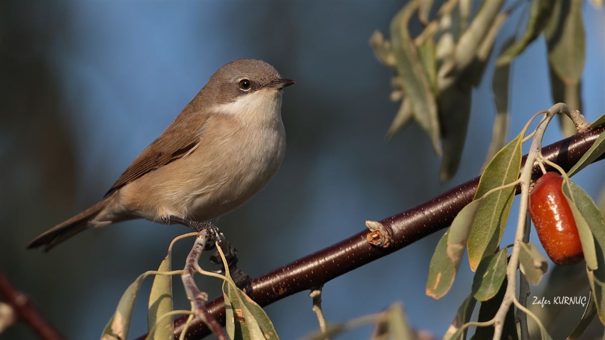 Lesser Whitethroat