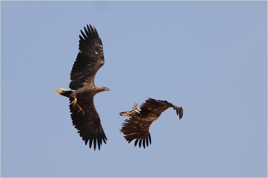 White-tailed Eagle
