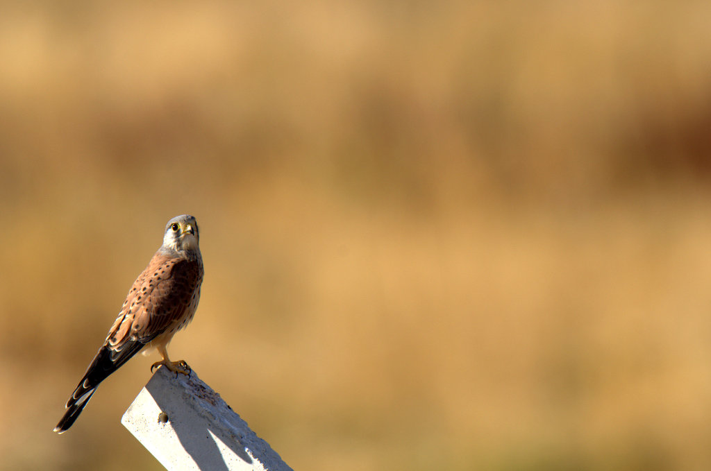 Common Kestrel