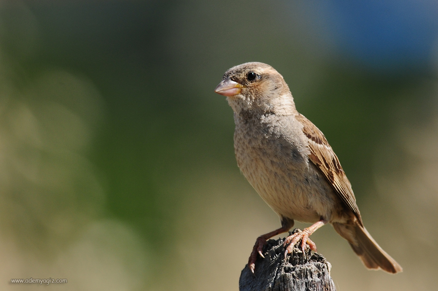 Spanish Sparrow