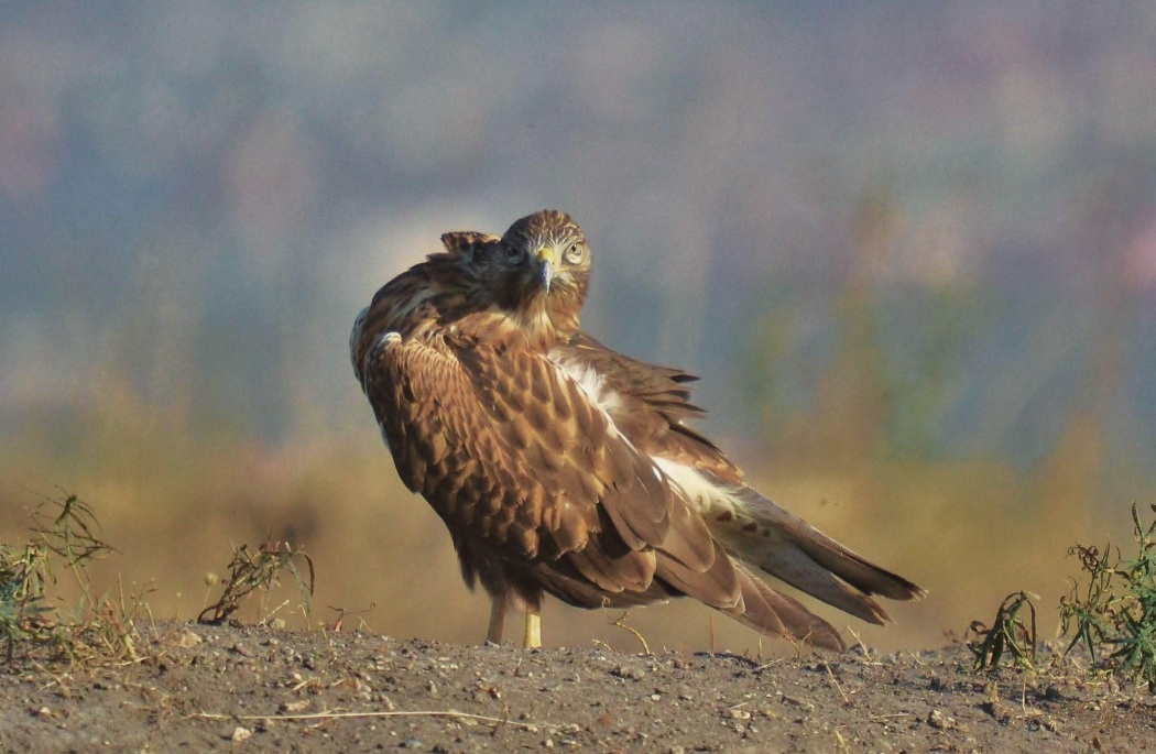 Long-legged Buzzard