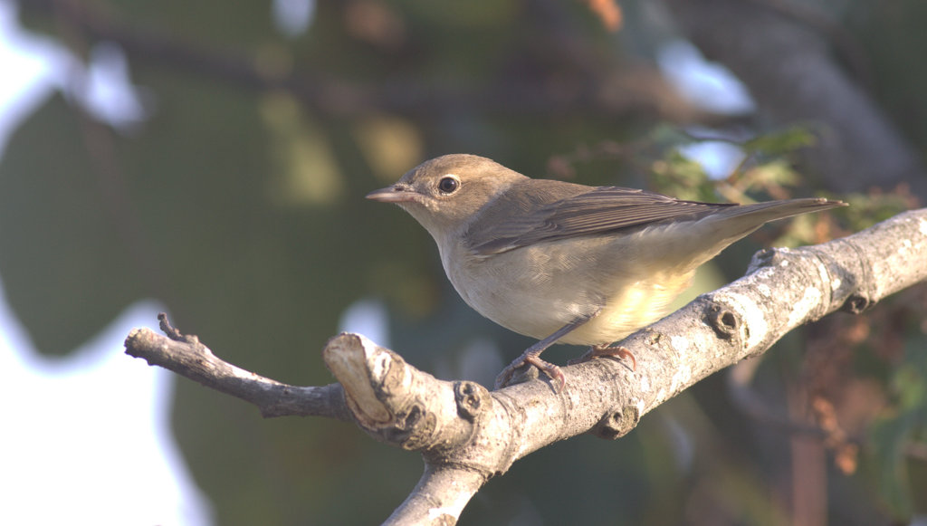 Garden Warbler