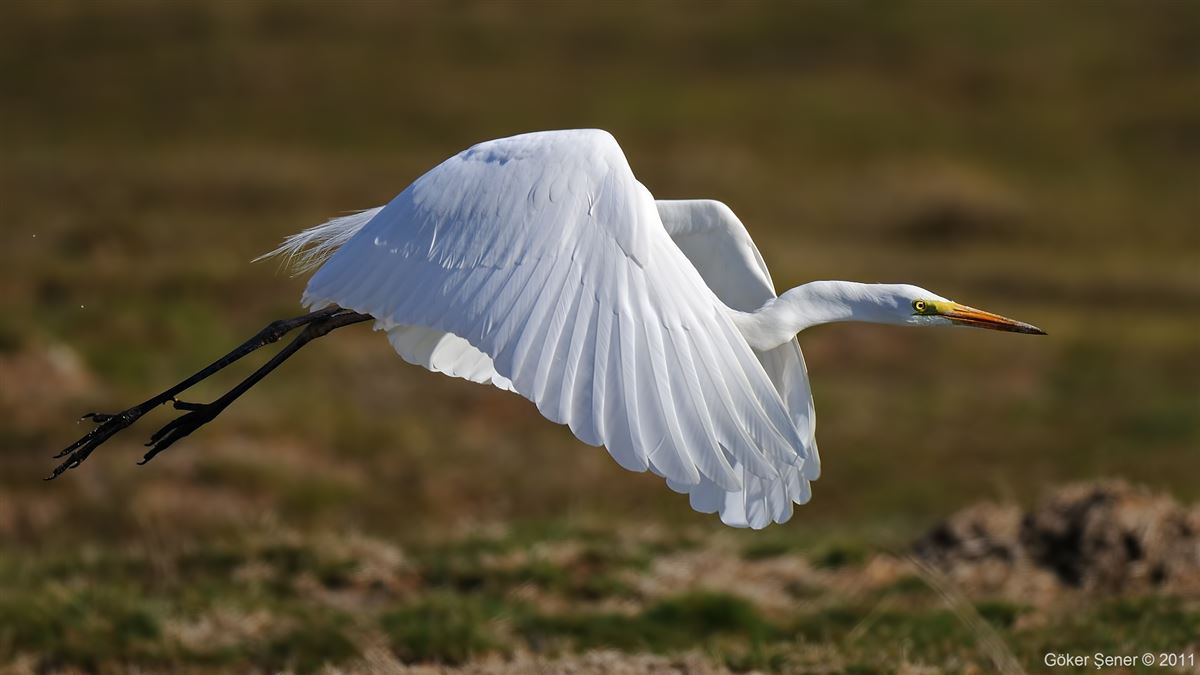 Great Egret