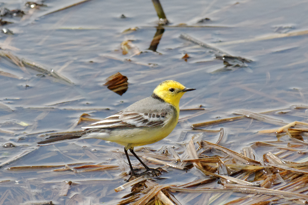 Citrine Wagtail