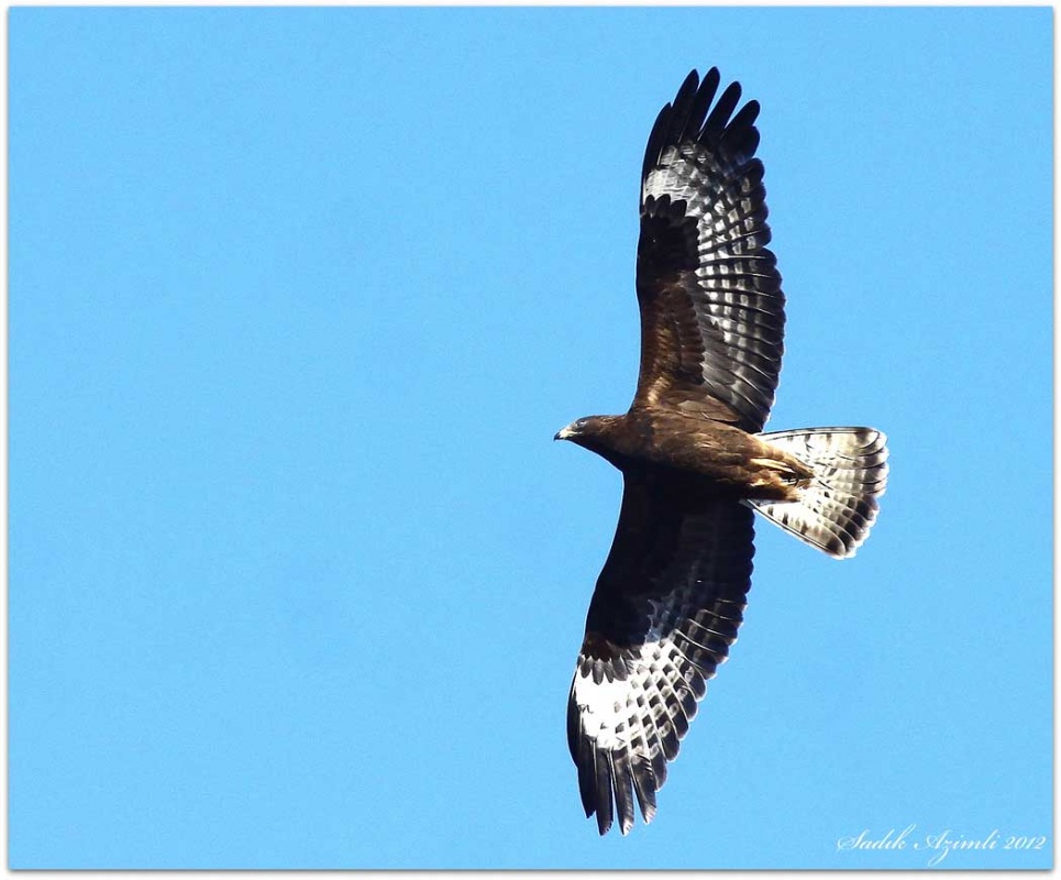 European Honey Buzzard