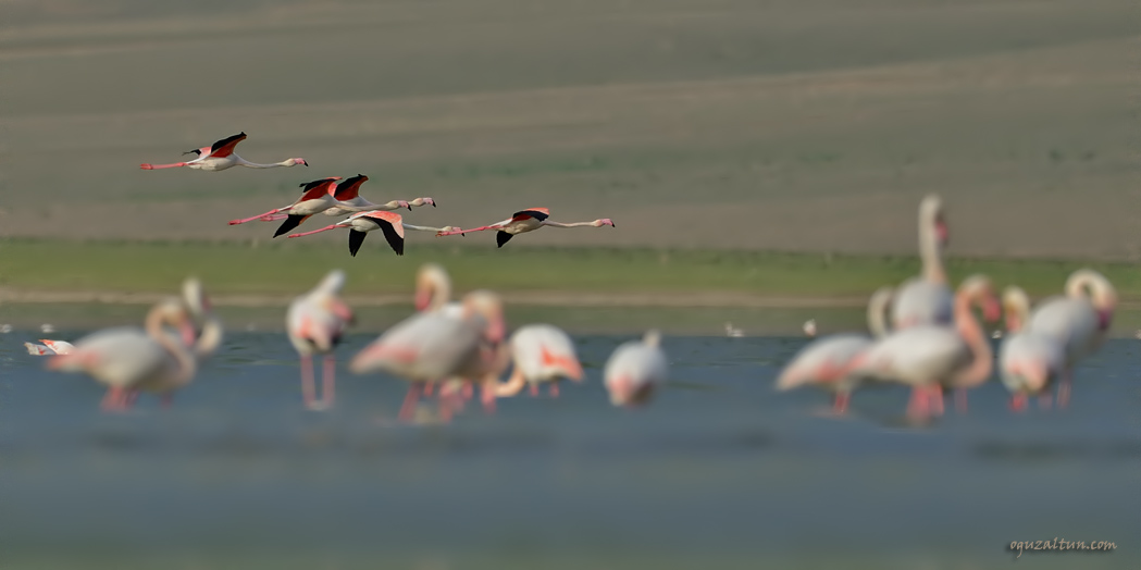 Greater Flamingo