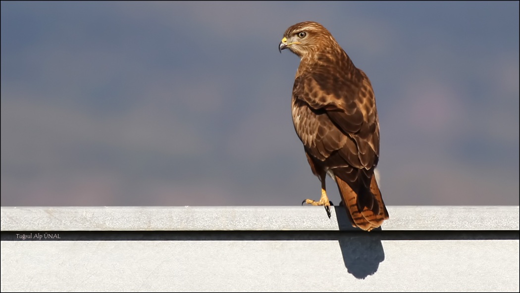 Common Buzzard