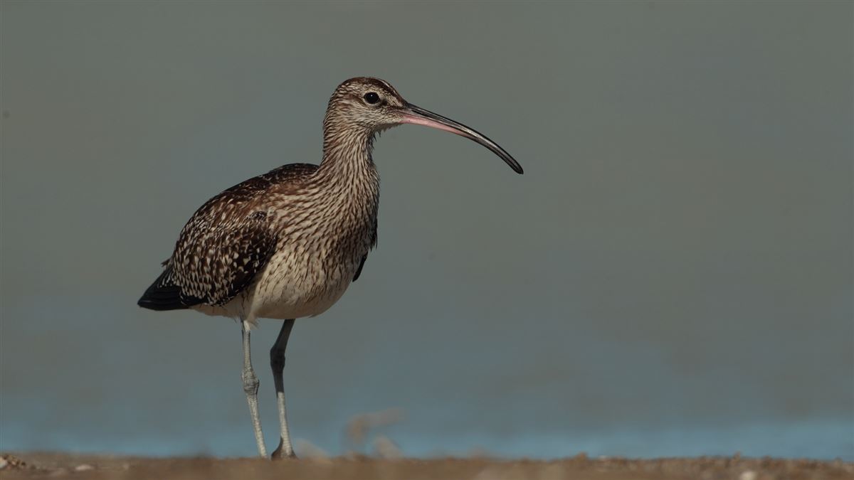 Eurasian Whimbrel