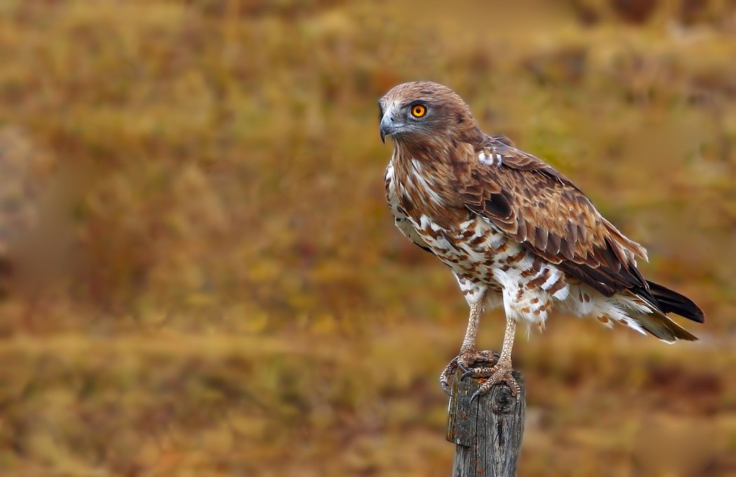 Short-toed Snake Eagle