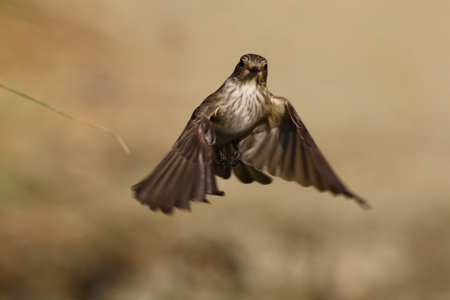 Spotted Flycatcher