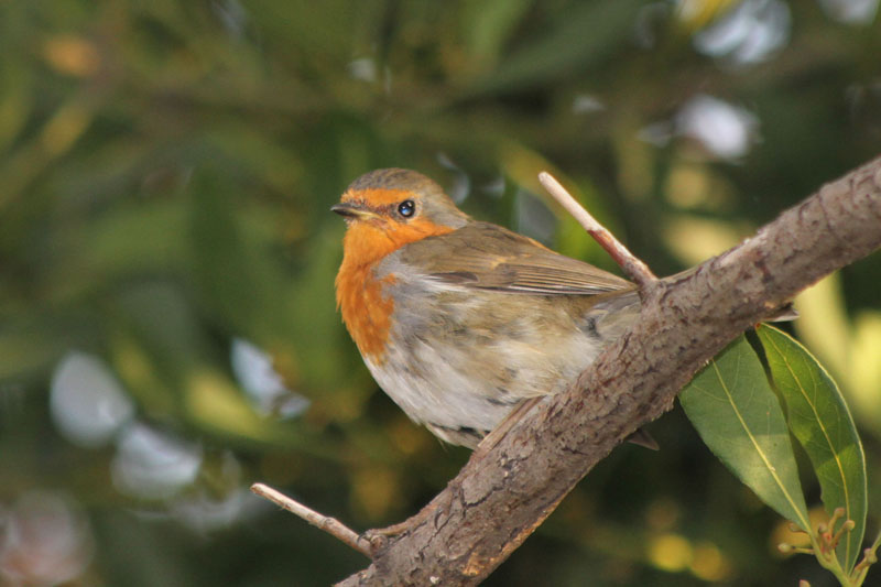 European Robin
