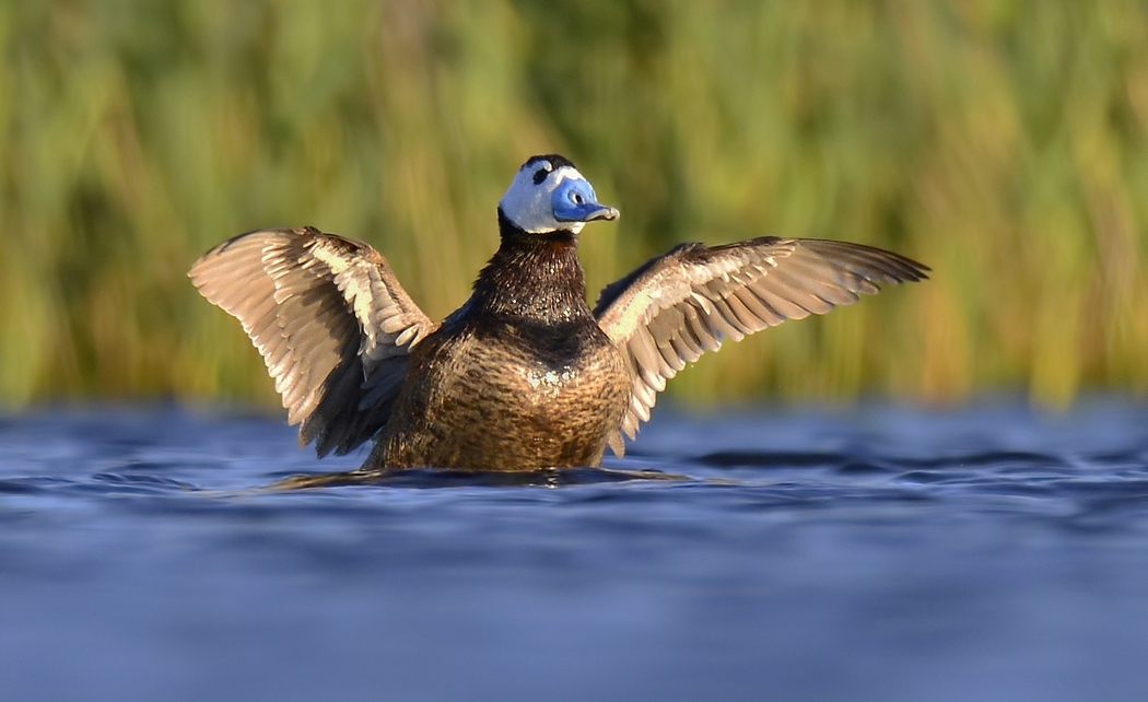 White-headed Duck