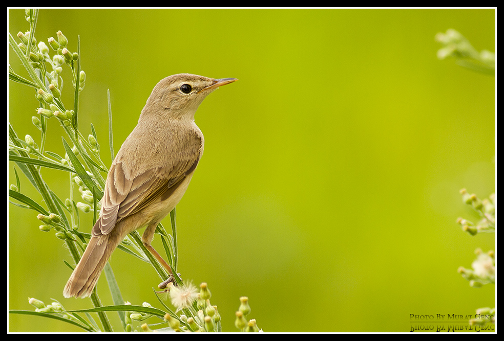 Booted Warbler