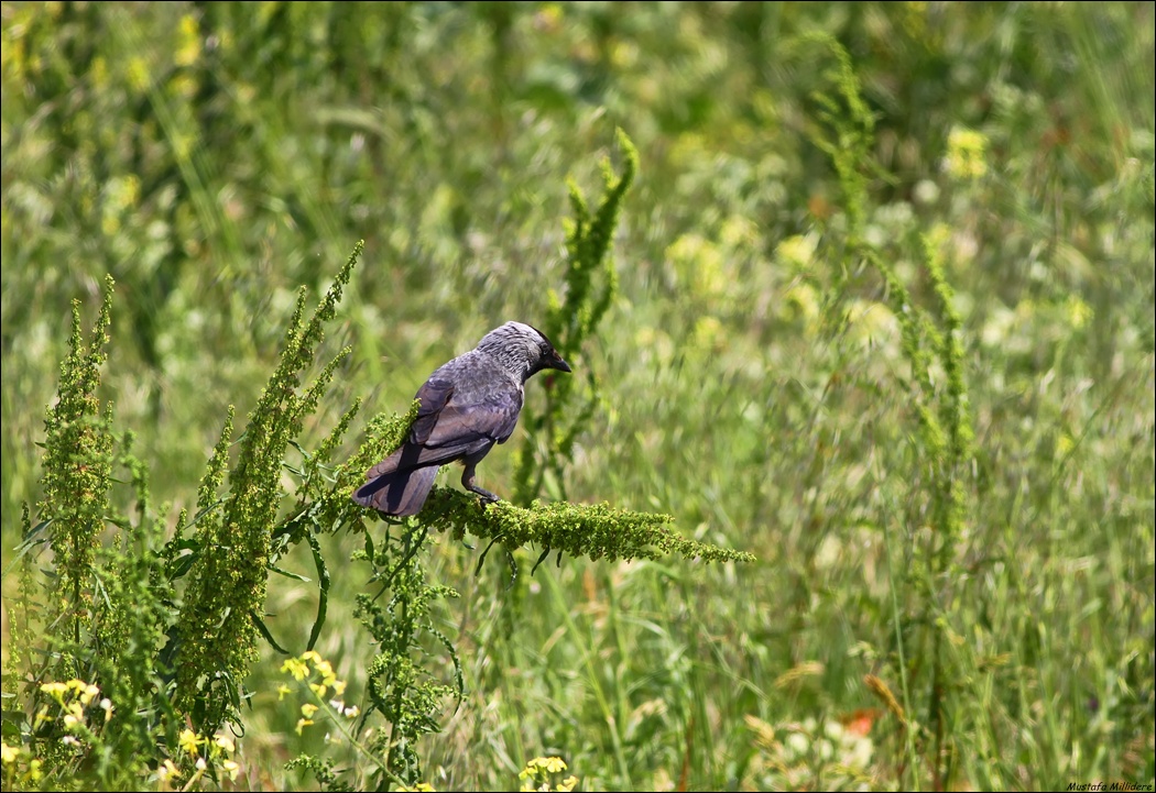 Western Jackdaw