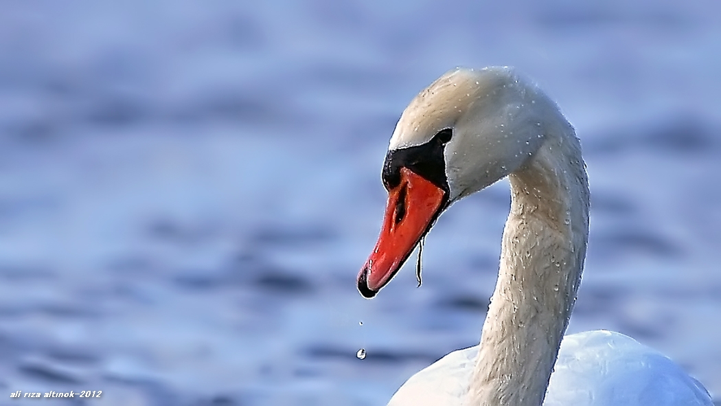Mute Swan