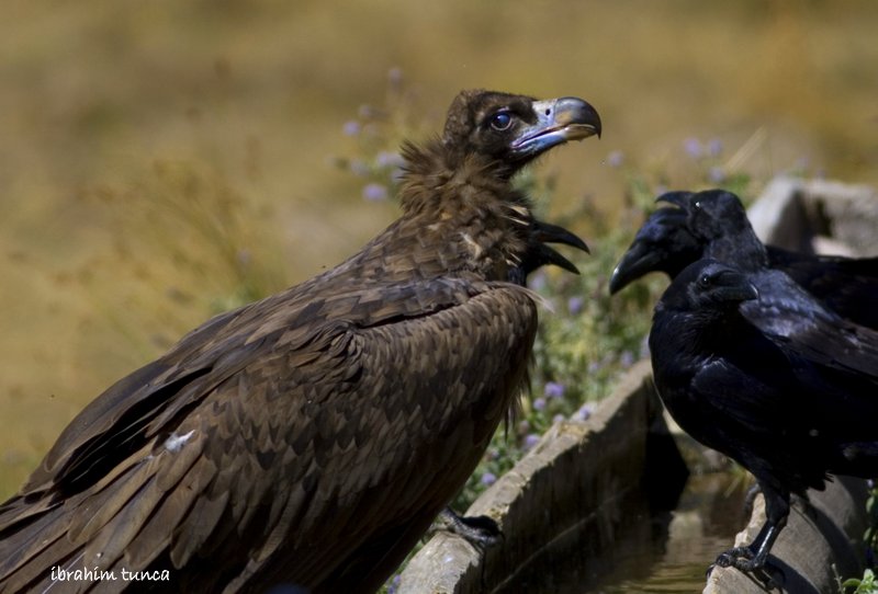 Cinereous Vulture