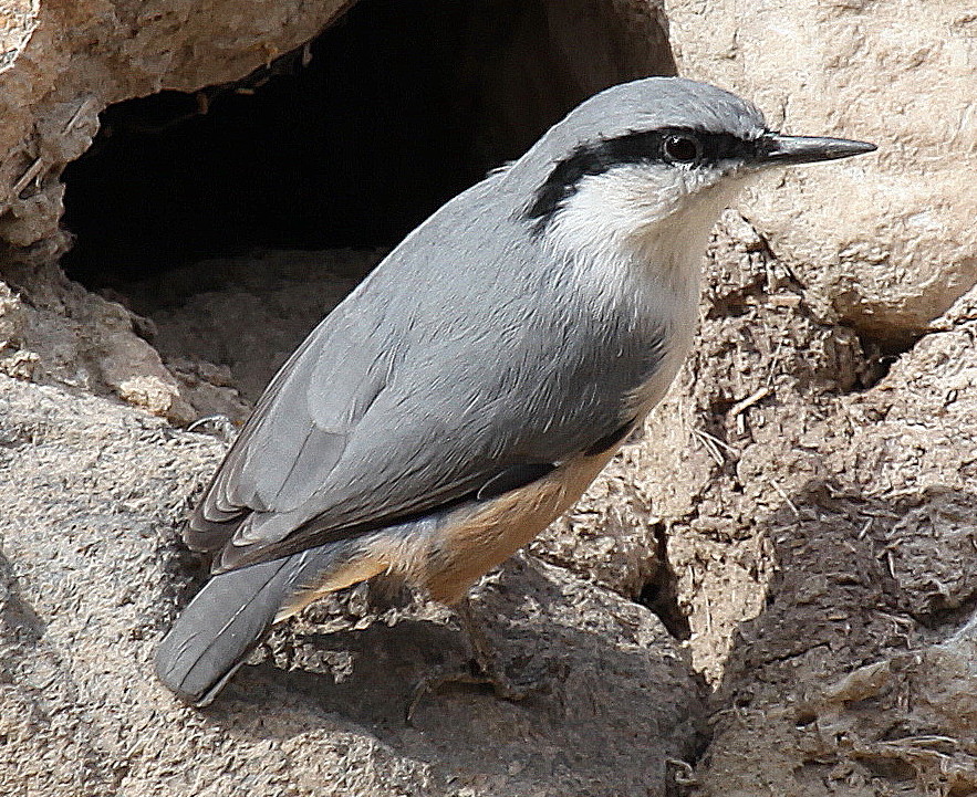 Western Rock Nuthatch