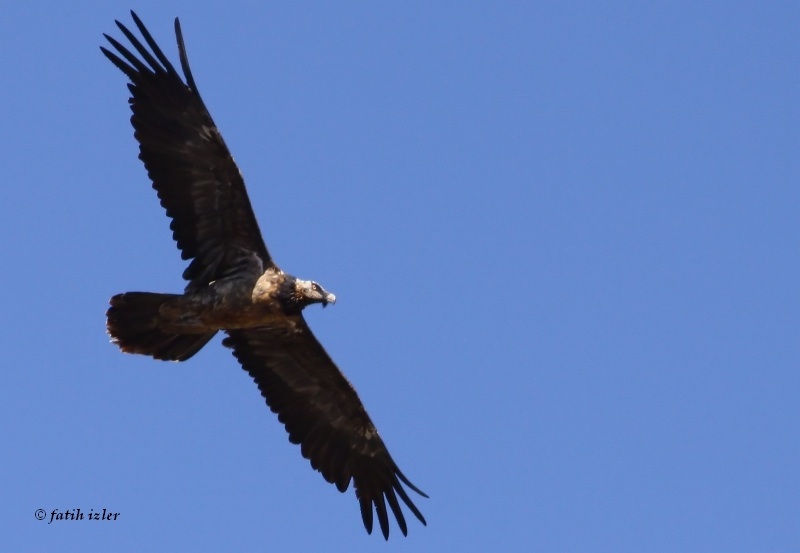 Bearded Vulture