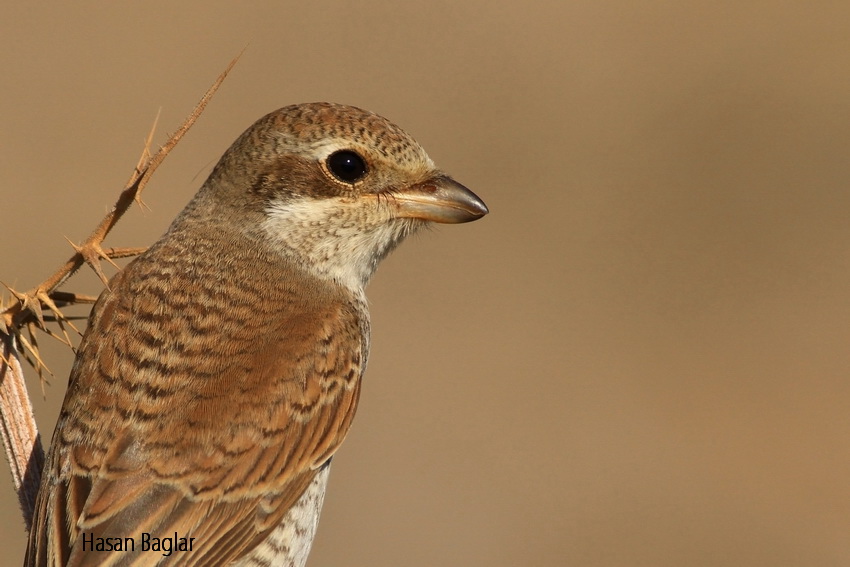 Red-backed Shrike