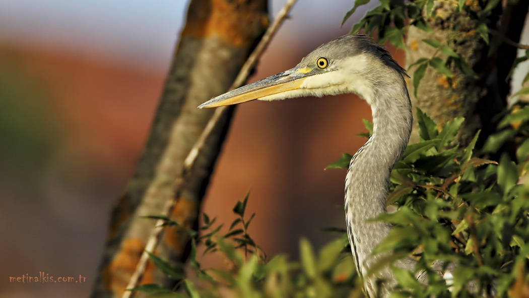 Grey Heron