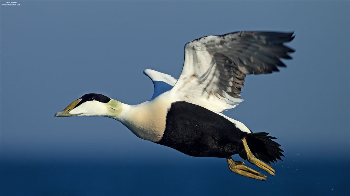 Common Eider