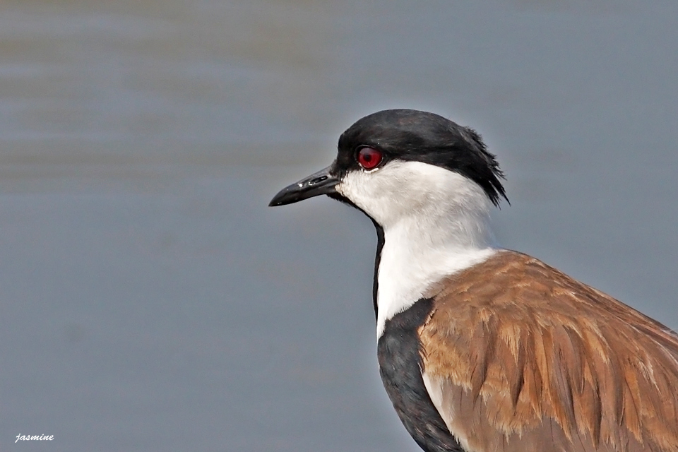 Spur-winged Lapwing