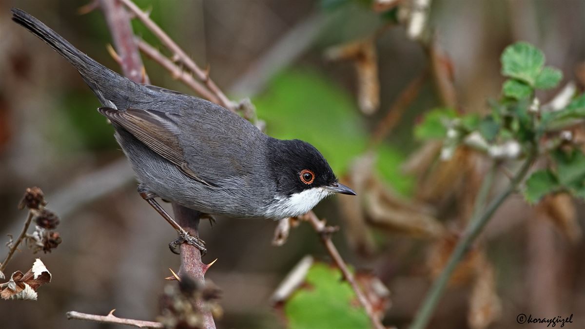 Sardinian Warbler