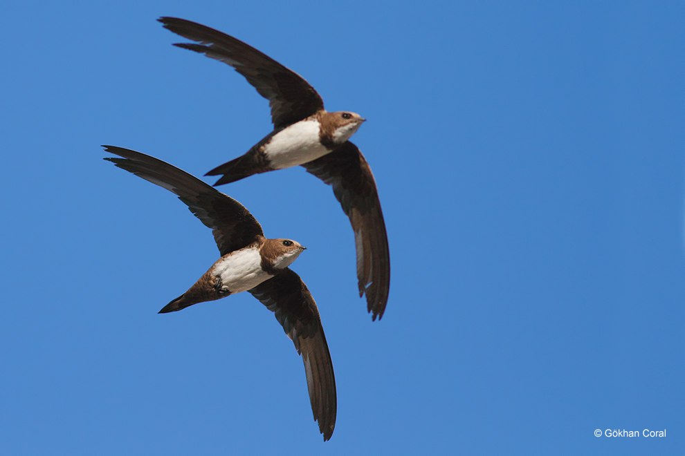 Alpine Swift
