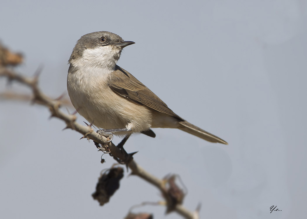 Lesser Whitethroat