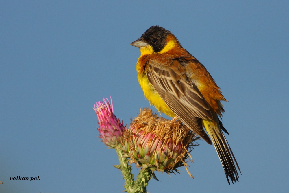 Black-headed Bunting