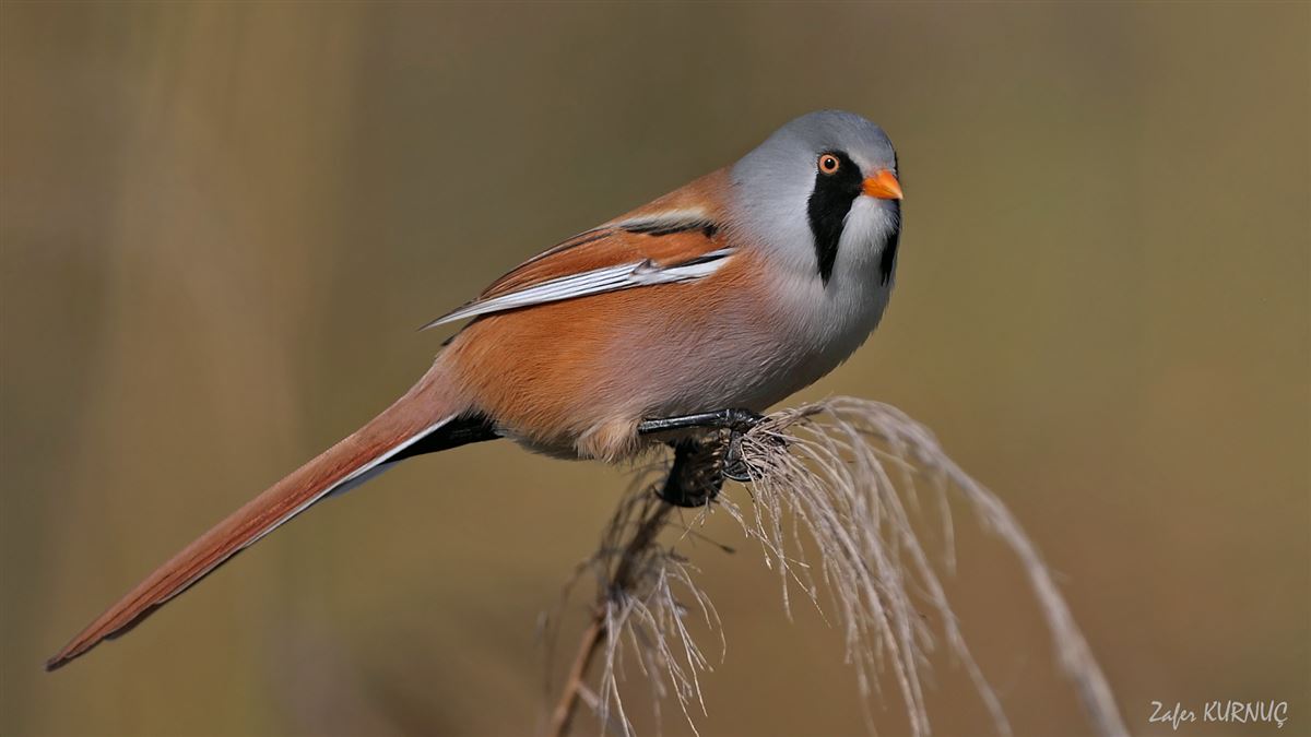 Bearded Reedling