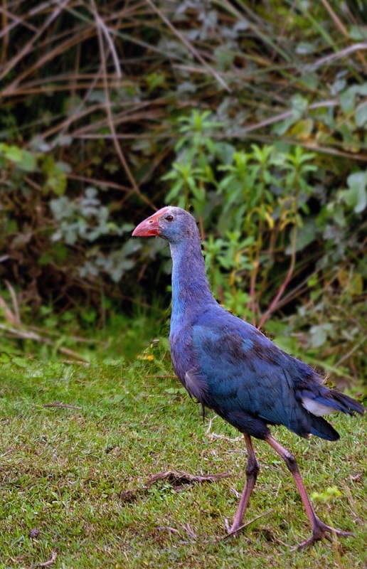 Grey-headed Swamphen
