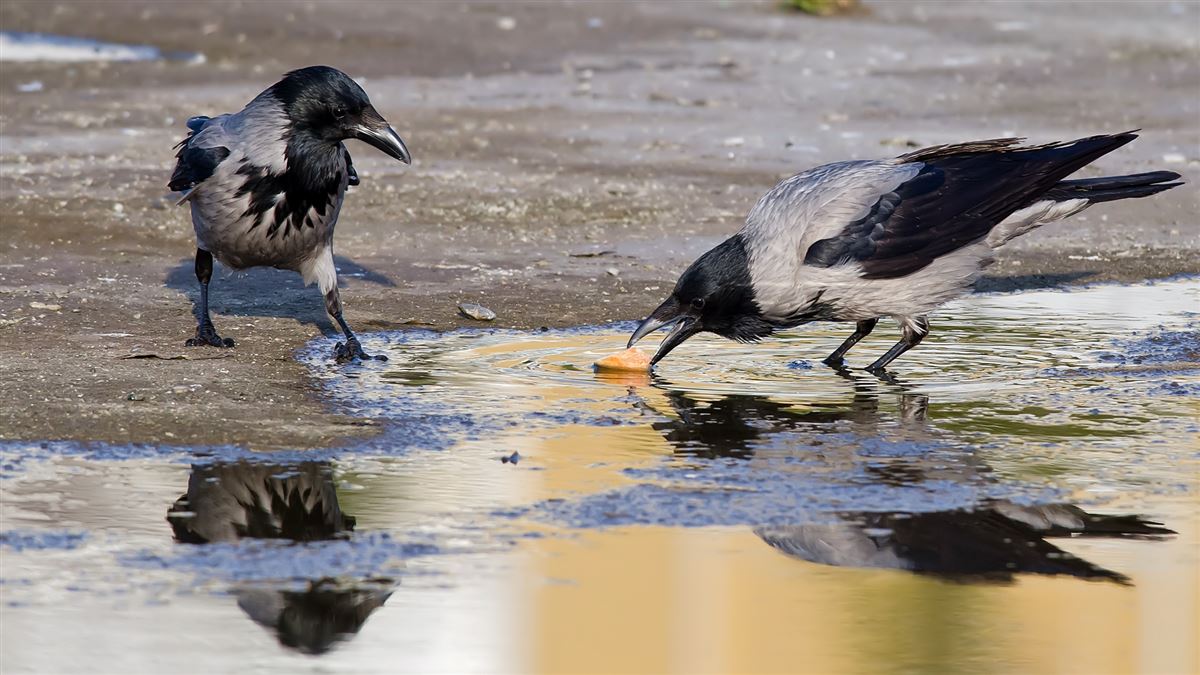 Hooded Crow