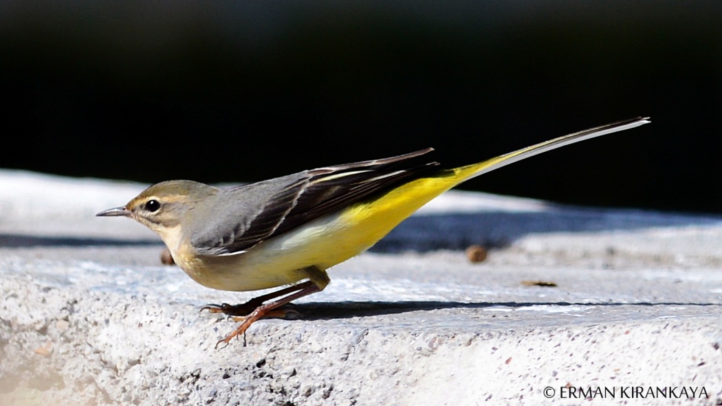 Grey Wagtail