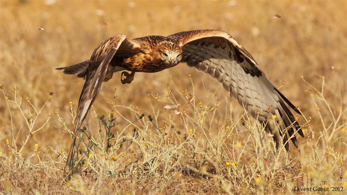 Long-legged Buzzard