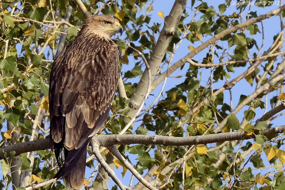Eastern Imperial Eagle