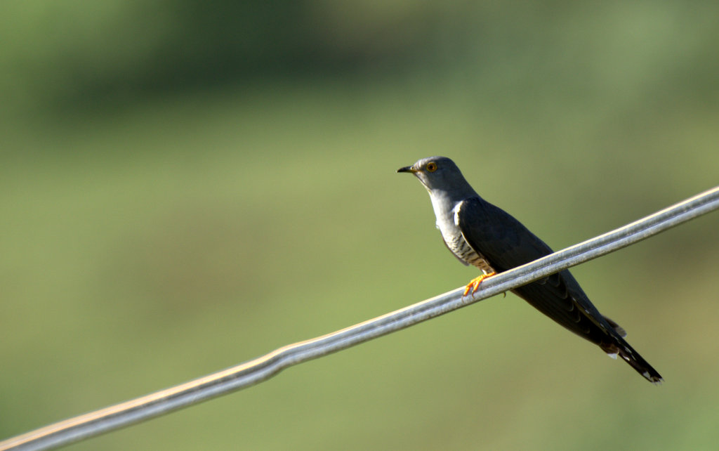 Common Cuckoo
