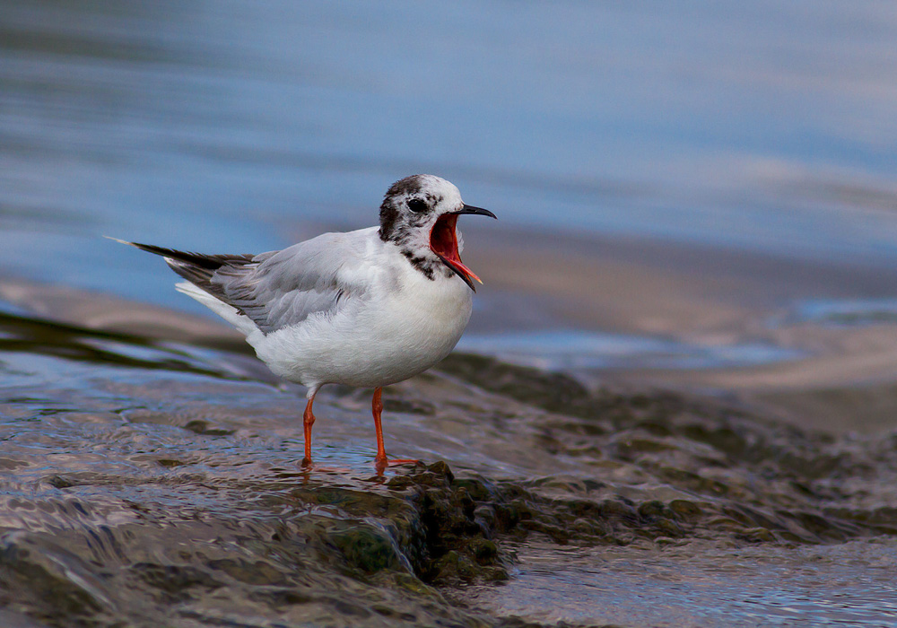 Little Gull
