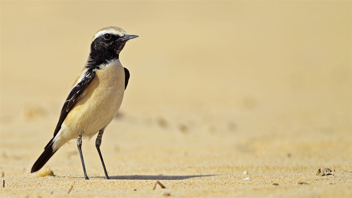 Desert Wheatear