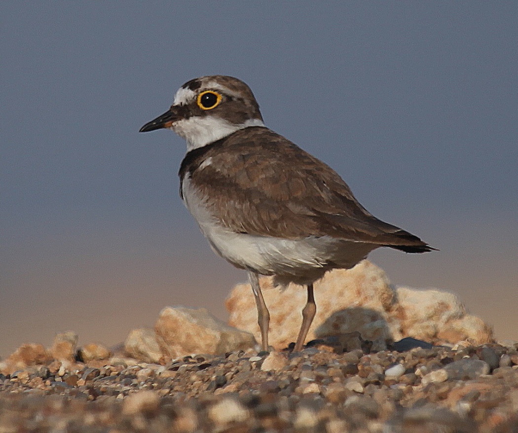 Halkalı Küçük Cılıbıt