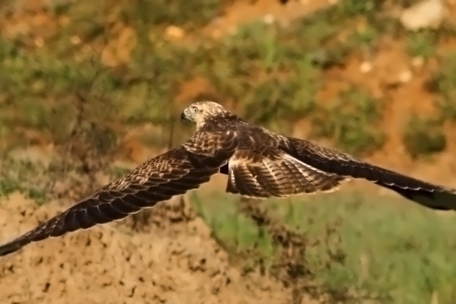 Kızıl Şahin