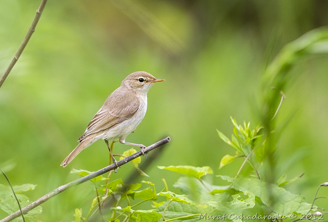 Booted Warbler