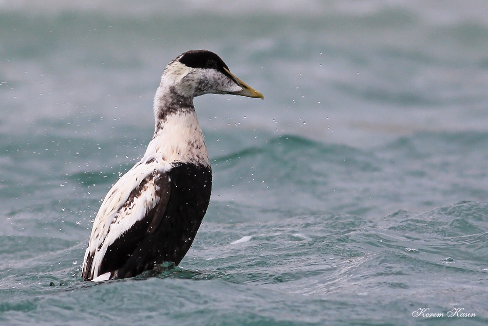 Common Eider
